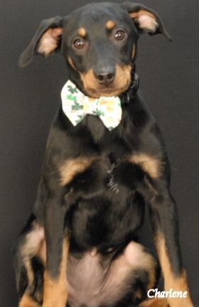 Ivory, an adopted Shepherd Mix in Newland, NC_image-1