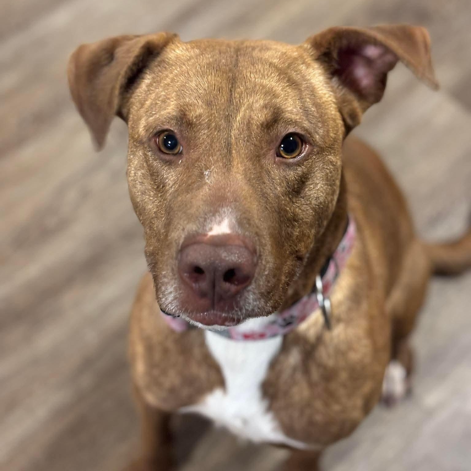 Enlarge Blush, a ADOPTABLE mixed breed in Bethlehem, PA image 3/6