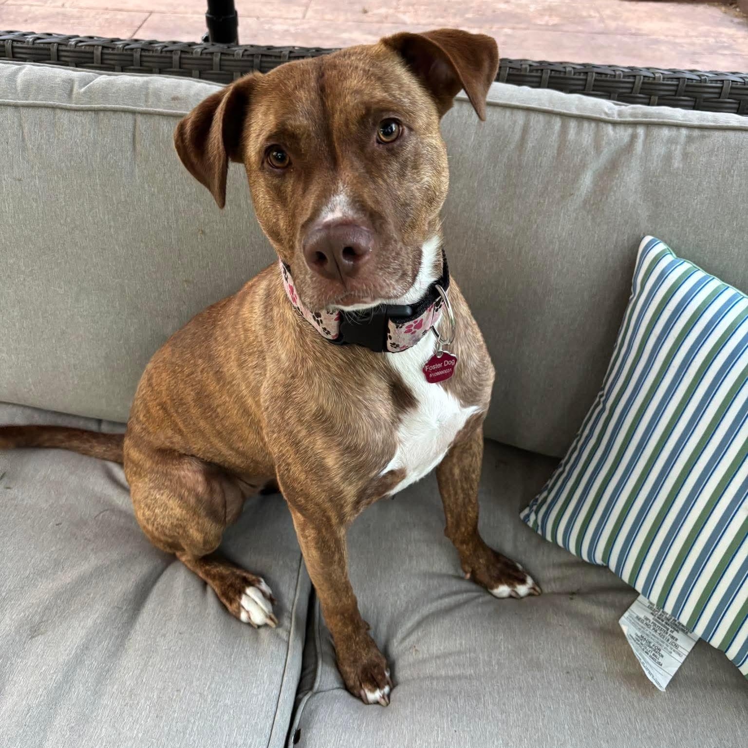 Blush, a ADOPTABLE mixed breed in Bethlehem, PA image 6/6