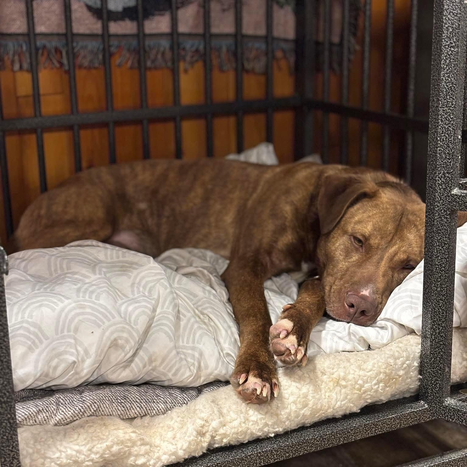 Enlarge Blush, a ADOPTABLE mixed breed in Bethlehem, PA image 4/6