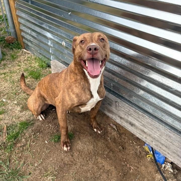 Enlarge Blush, a ADOPTABLE mixed breed in Bethlehem, PA image 5/6
