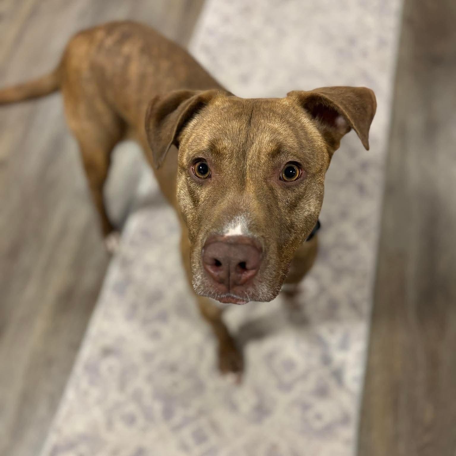 Enlarge Blush, a ADOPTABLE mixed breed in Bethlehem, PA image 2/6