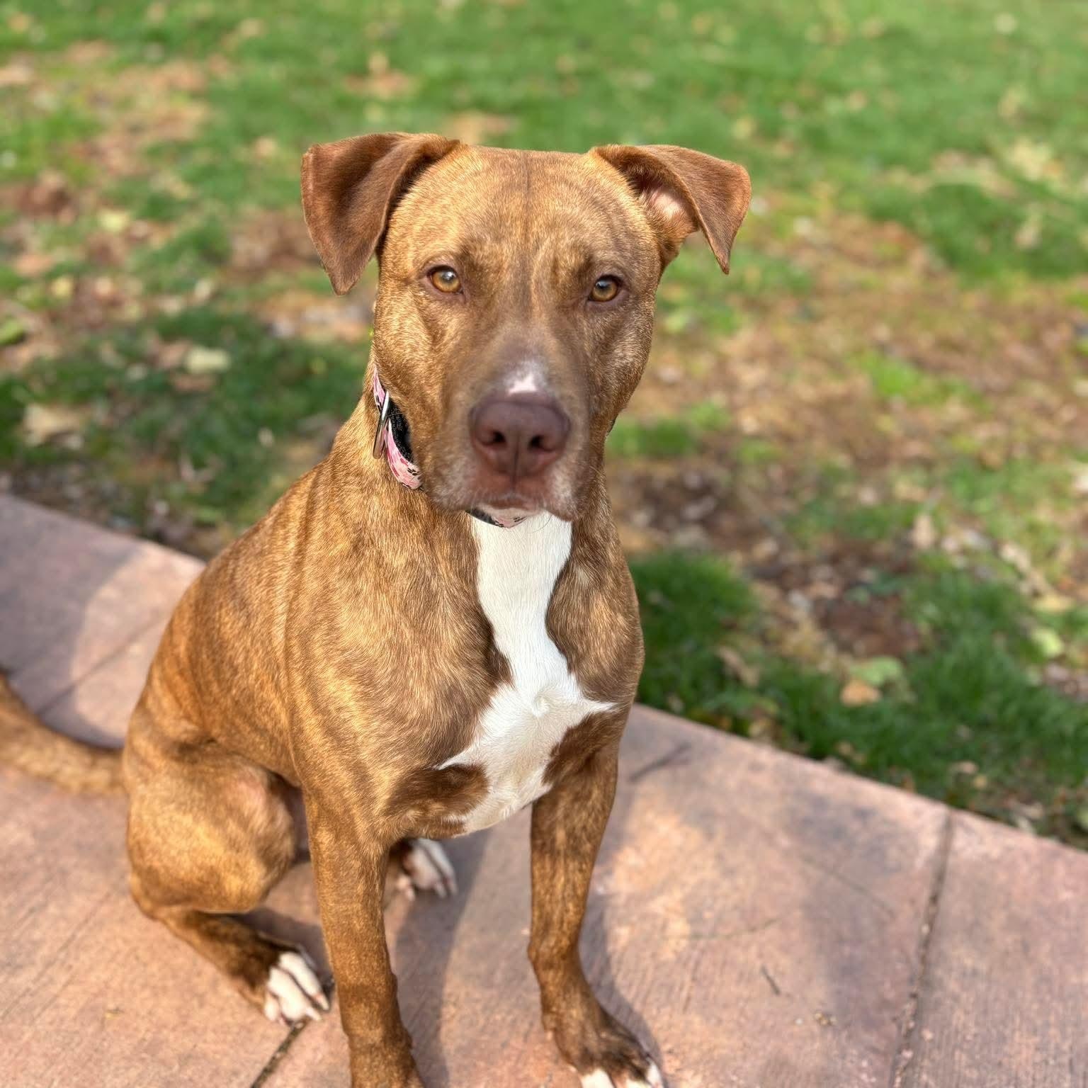 Enlarge Blush, a ADOPTABLE mixed breed in Bethlehem, PA image 1/6