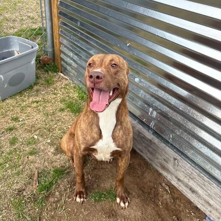 Enlarge Blush, a ADOPTABLE mixed breed in Bethlehem, PA image 6/6
