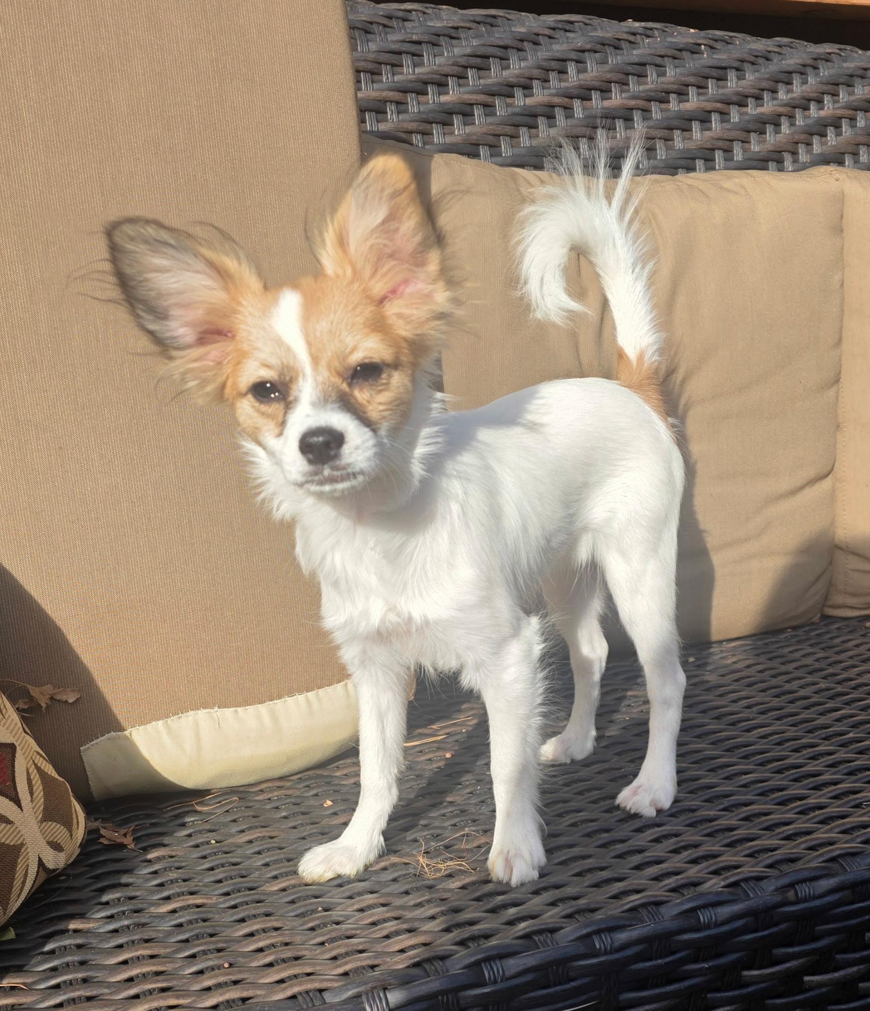 Enlarge Archie, a Adoptable Papillon in Overland Park, KS image 2/6
