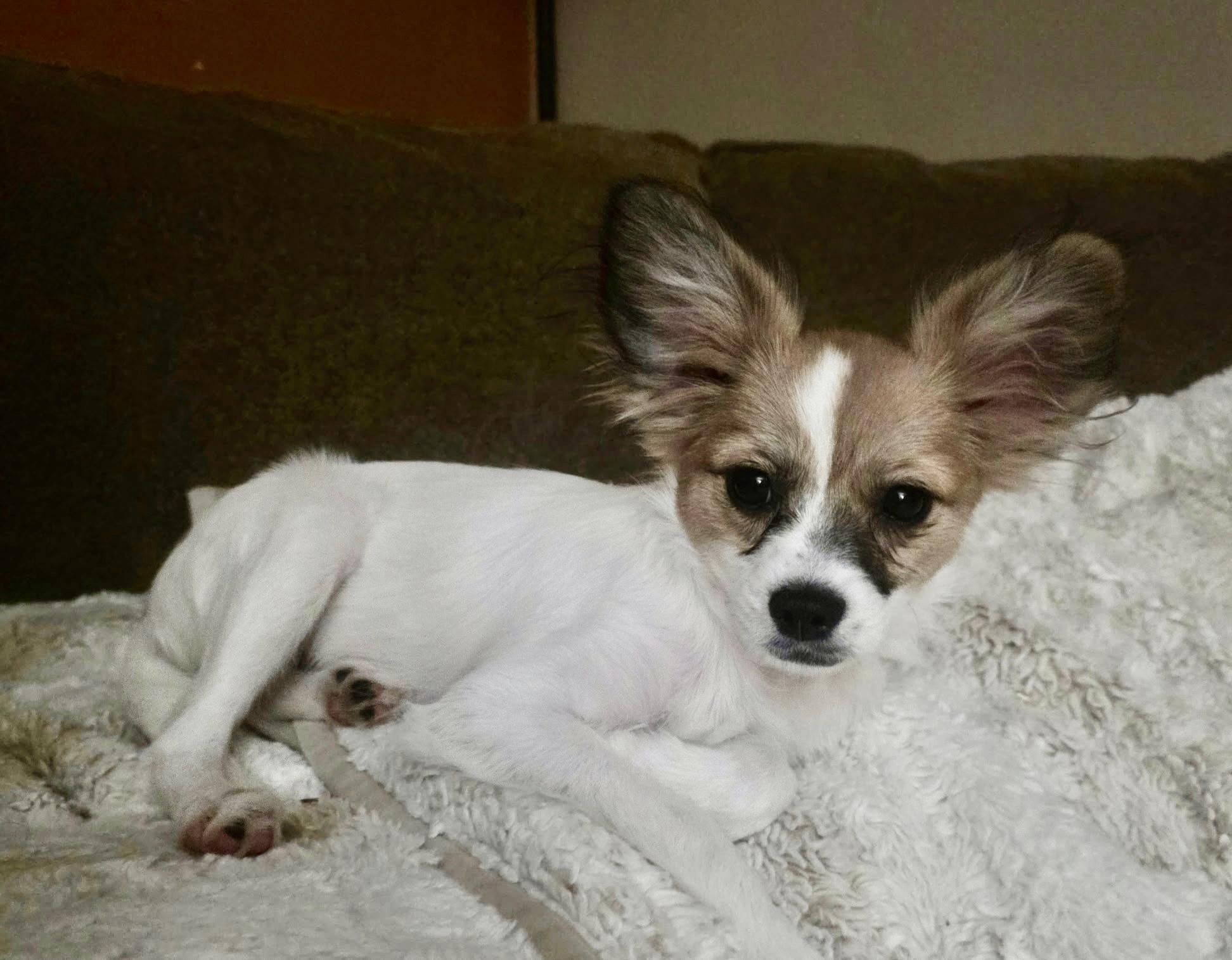 Enlarge Archie, a Adoptable Papillon in Overland Park, KS image 1/6