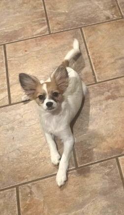 Enlarge Archie, a Adoptable Papillon in Overland Park, KS image 5/6