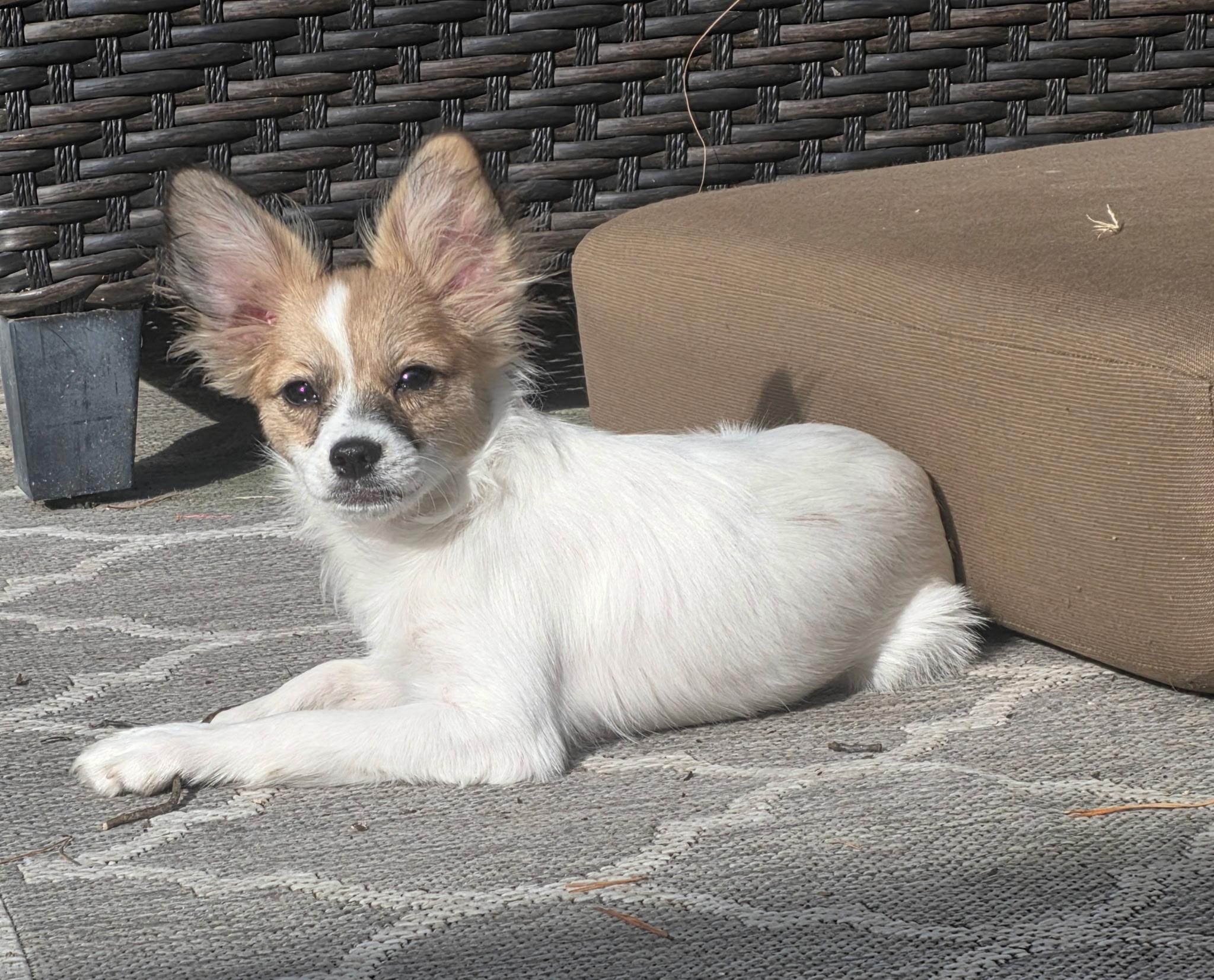 Enlarge Archie, a Adoptable Papillon in Overland Park, KS image 4/6