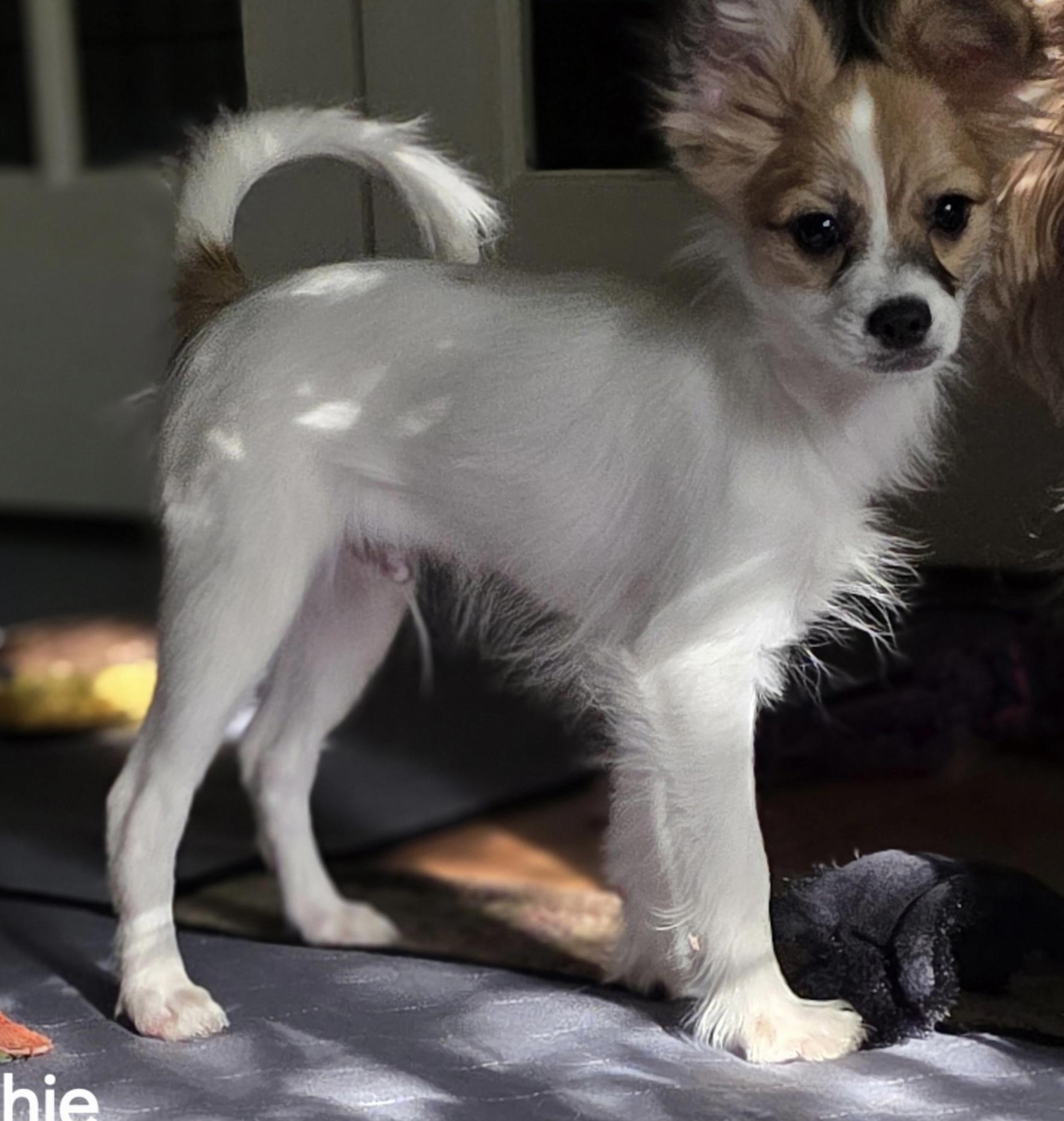 Archie, Adoptable, Puppy Male Papillon.