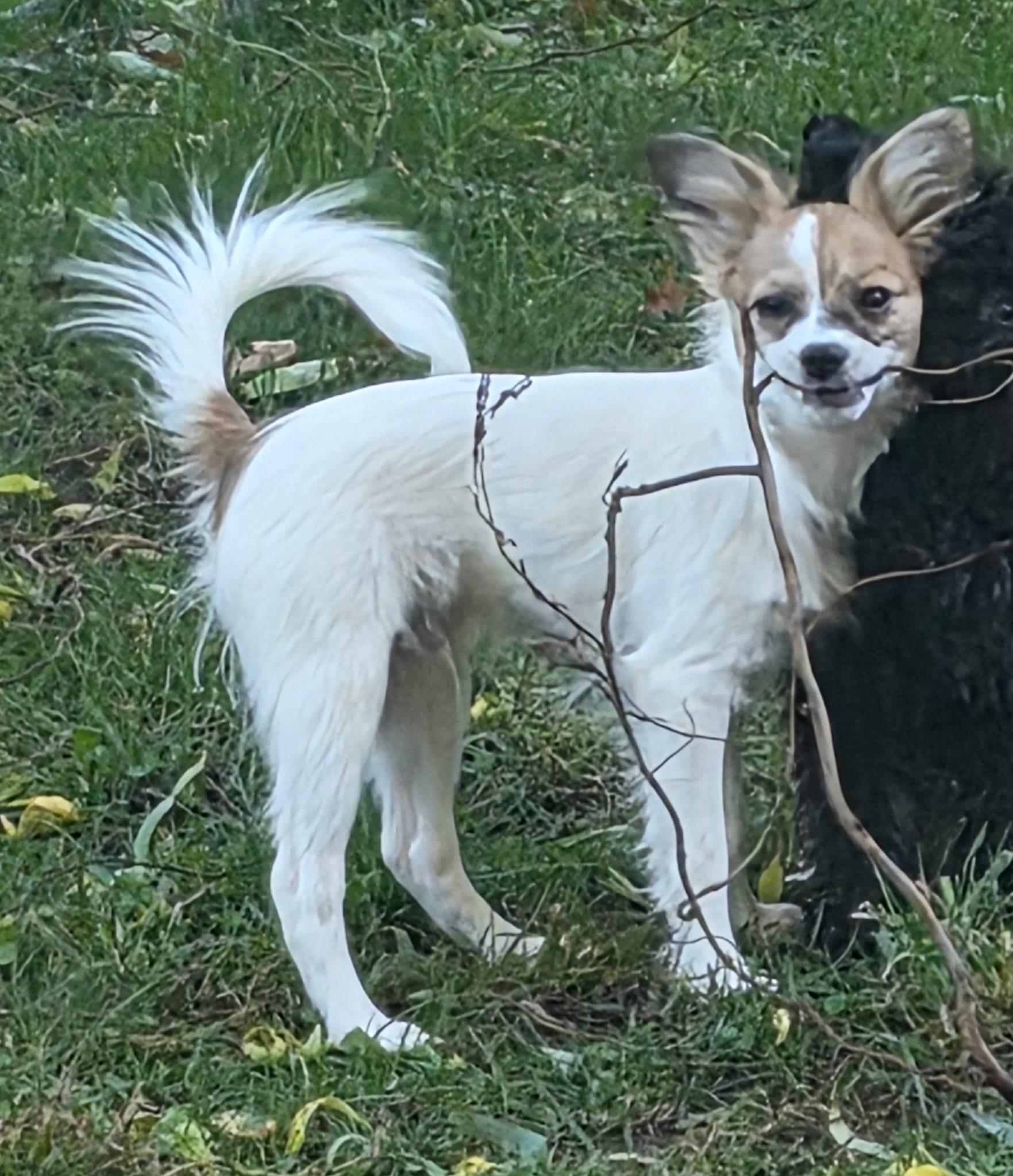 Enlarge Archie, a Adoptable Papillon in Overland Park, KS image 6/6