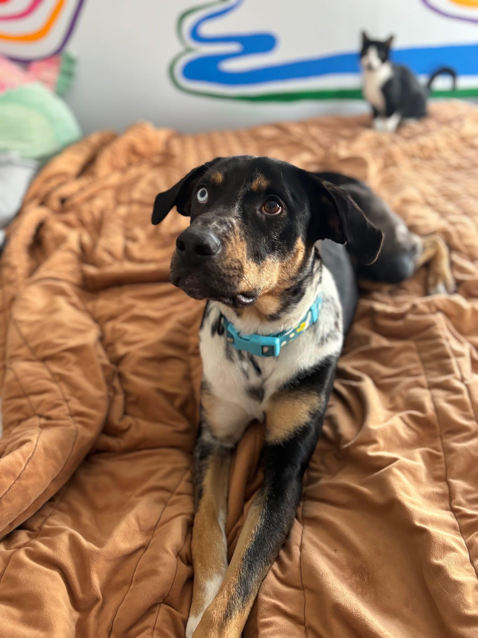 Enlarge Mav , a ADOPTABLE Mixed Breed in Wilsall, MT image 1/1