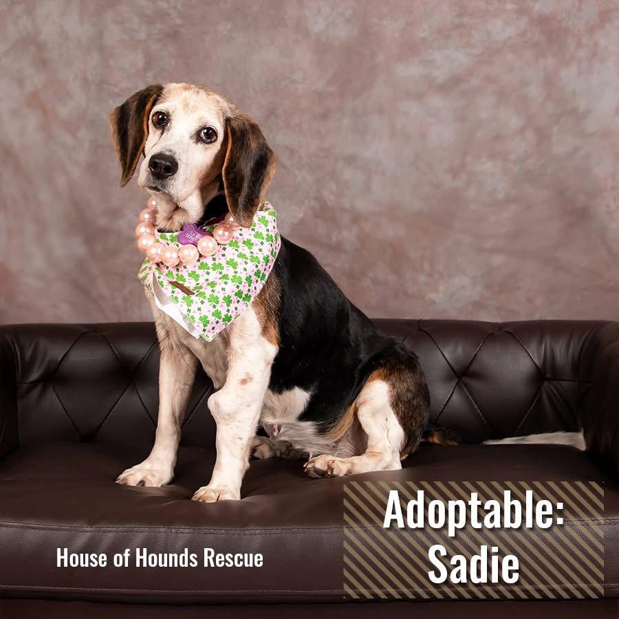 Sadie, Adopted, Young Female Beagle.