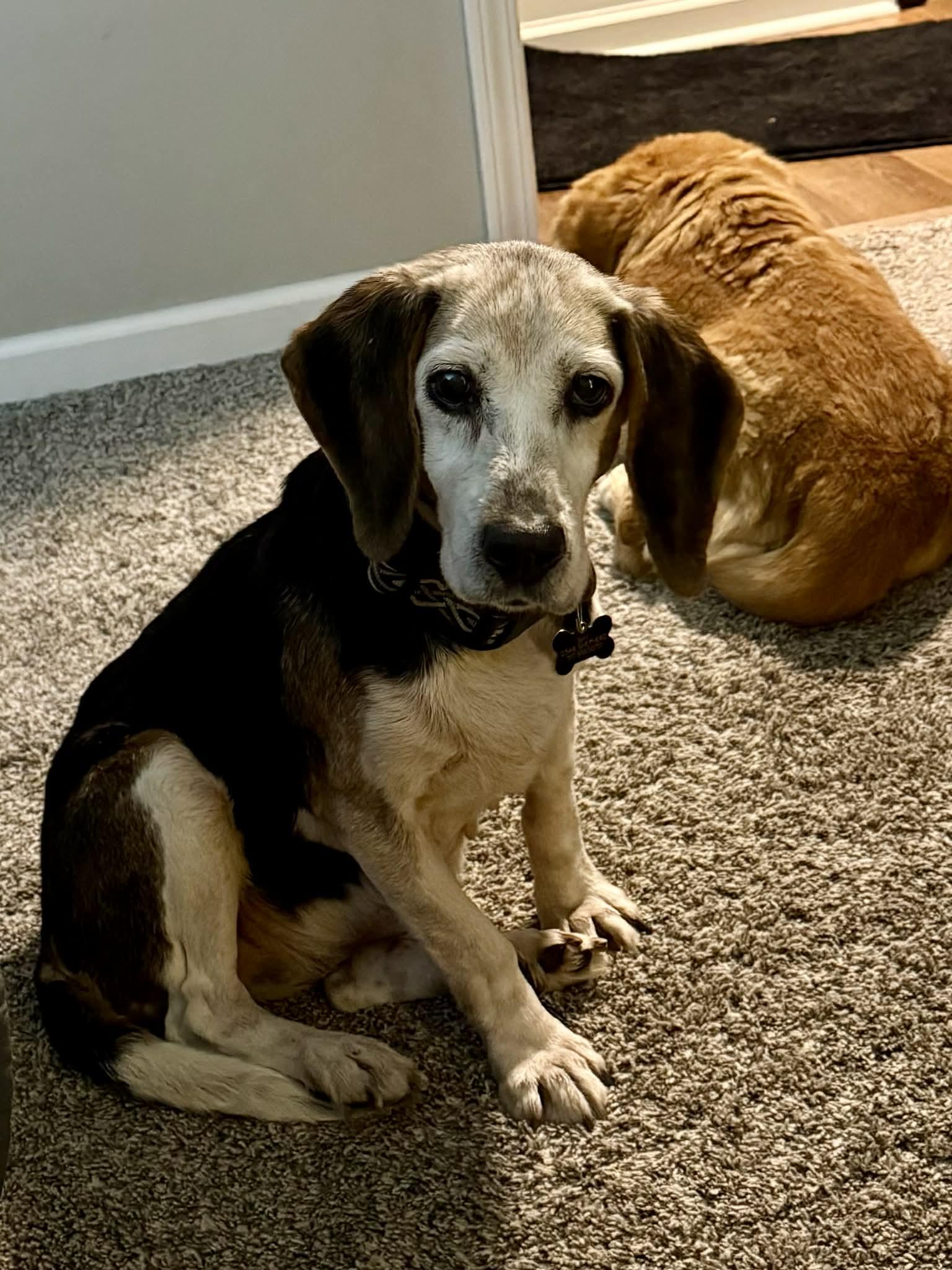 Sadie, a Adopted Beagle in Clinton, MI image 2/2