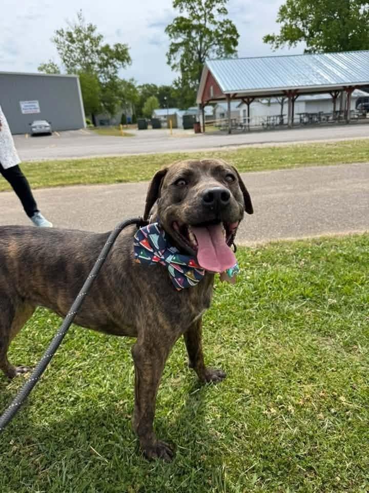 Scarlett, Adoptable, Adult Female Mixed Breed & Pit Bull Terrier.