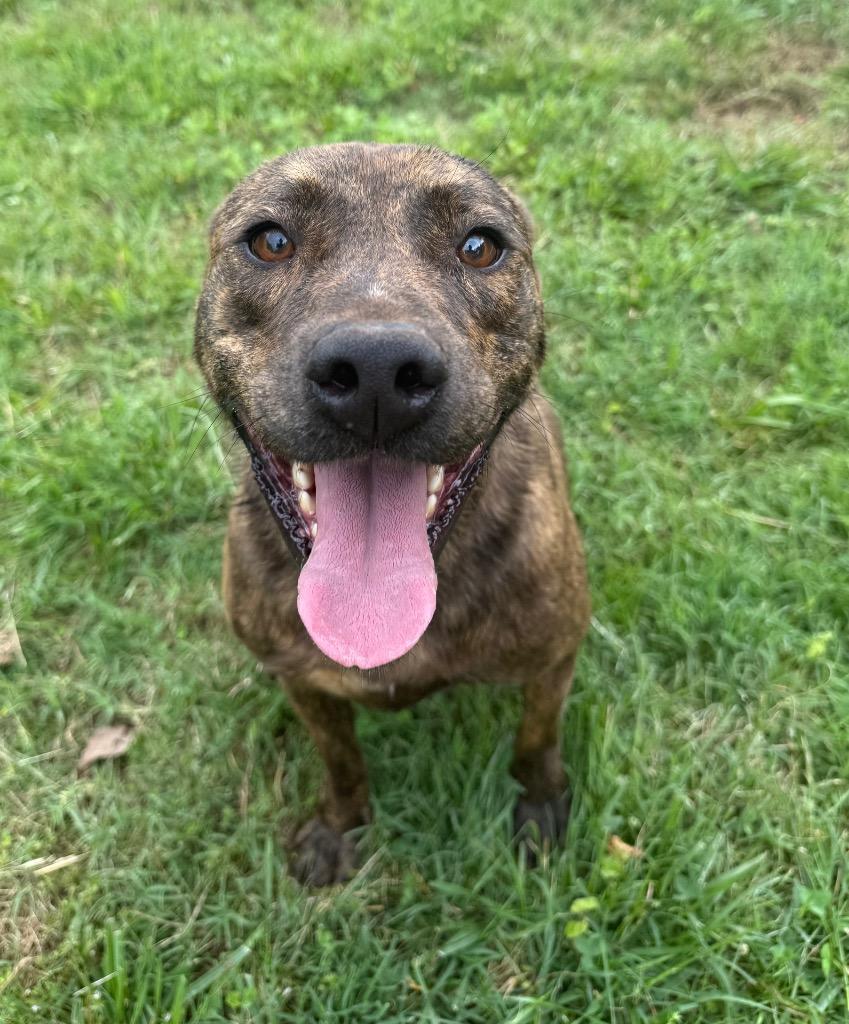Enlarge Scarlett, a Adoptable mixed breed in Lawrenceburg, TN image 1/6