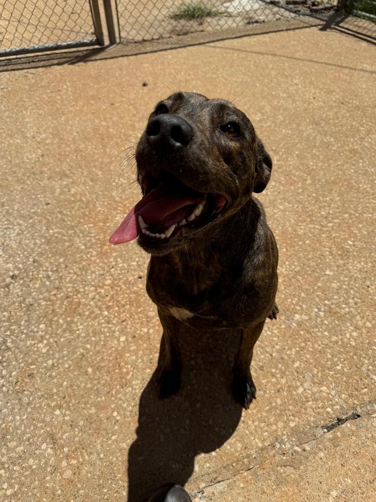 Enlarge Scarlett, a Adoptable mixed breed in Lawrenceburg, TN image 2/6