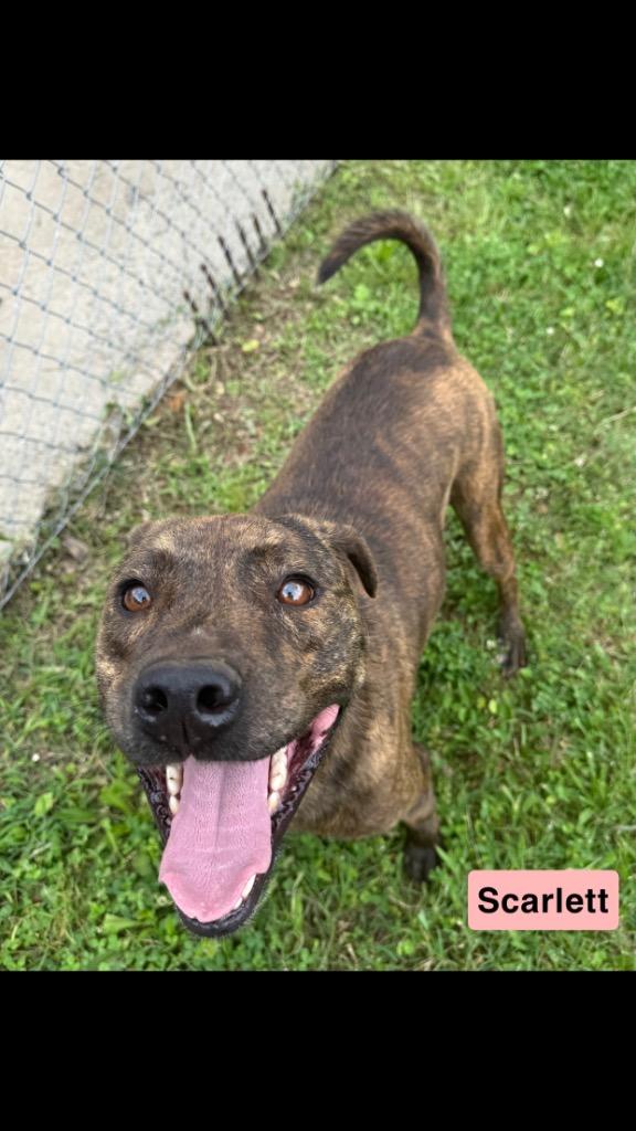 Enlarge Scarlett, a Adoptable mixed breed in Lawrenceburg, TN image 3/6