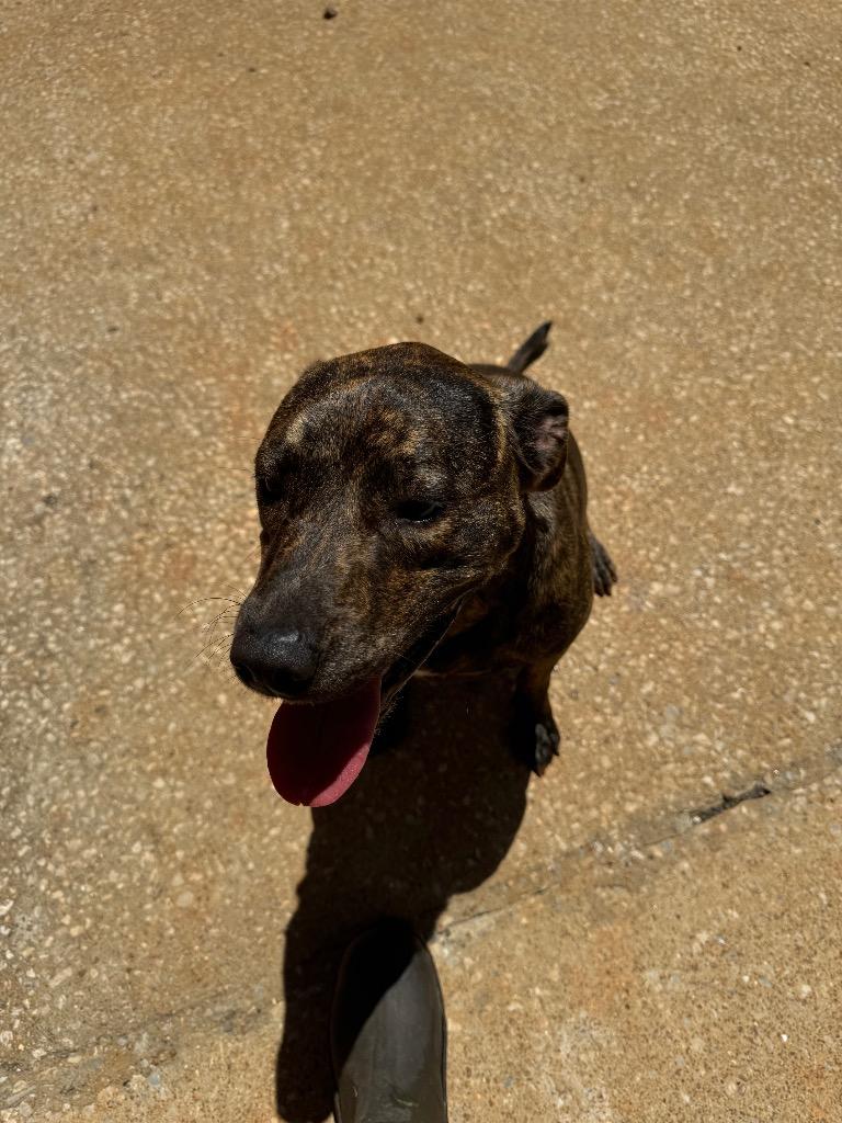 Scarlett, a Adoptable mixed breed in Lawrenceburg, TN image 5/6