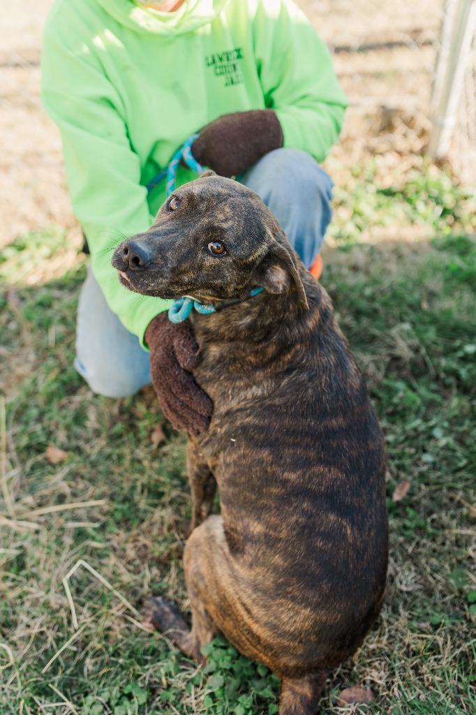 Enlarge Scarlett, a Adoptable mixed breed in Lawrenceburg, TN image 4/6