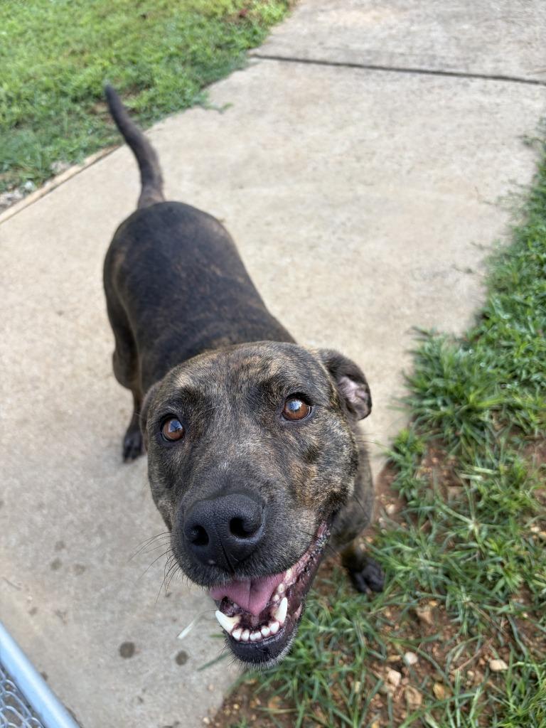 Scarlett, a Adoptable mixed breed in Lawrenceburg, TN image 6/6