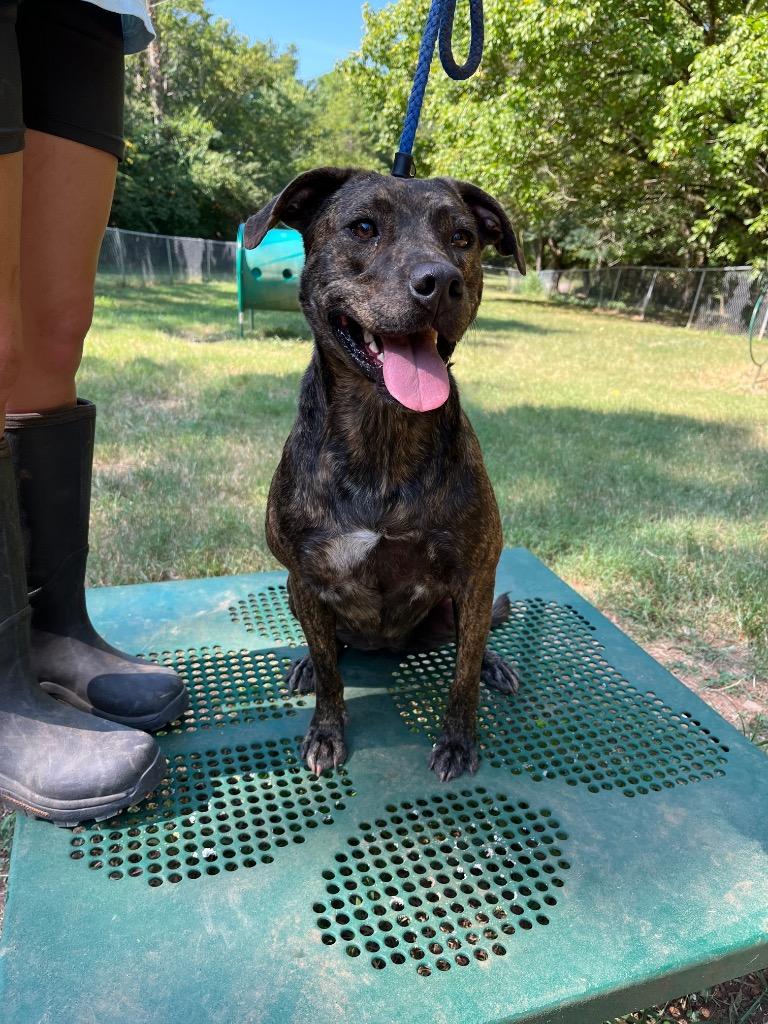 Enlarge Scarlett, a Adoptable mixed breed in Lawrenceburg, TN image 6/6