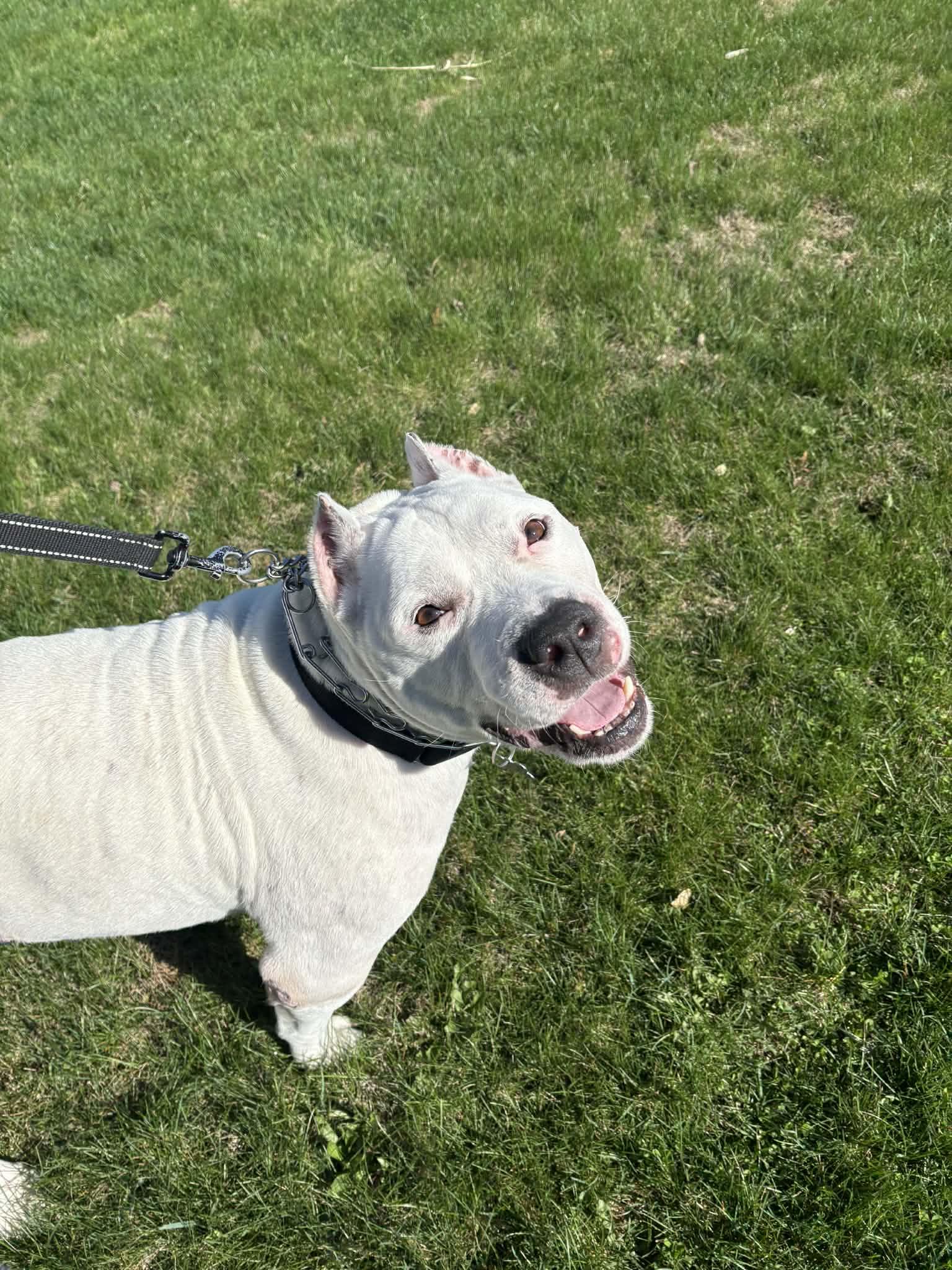 Enlarge Picasso, a Adoptable Pit Bull Terrier in Catasauqua, PA image 2/3