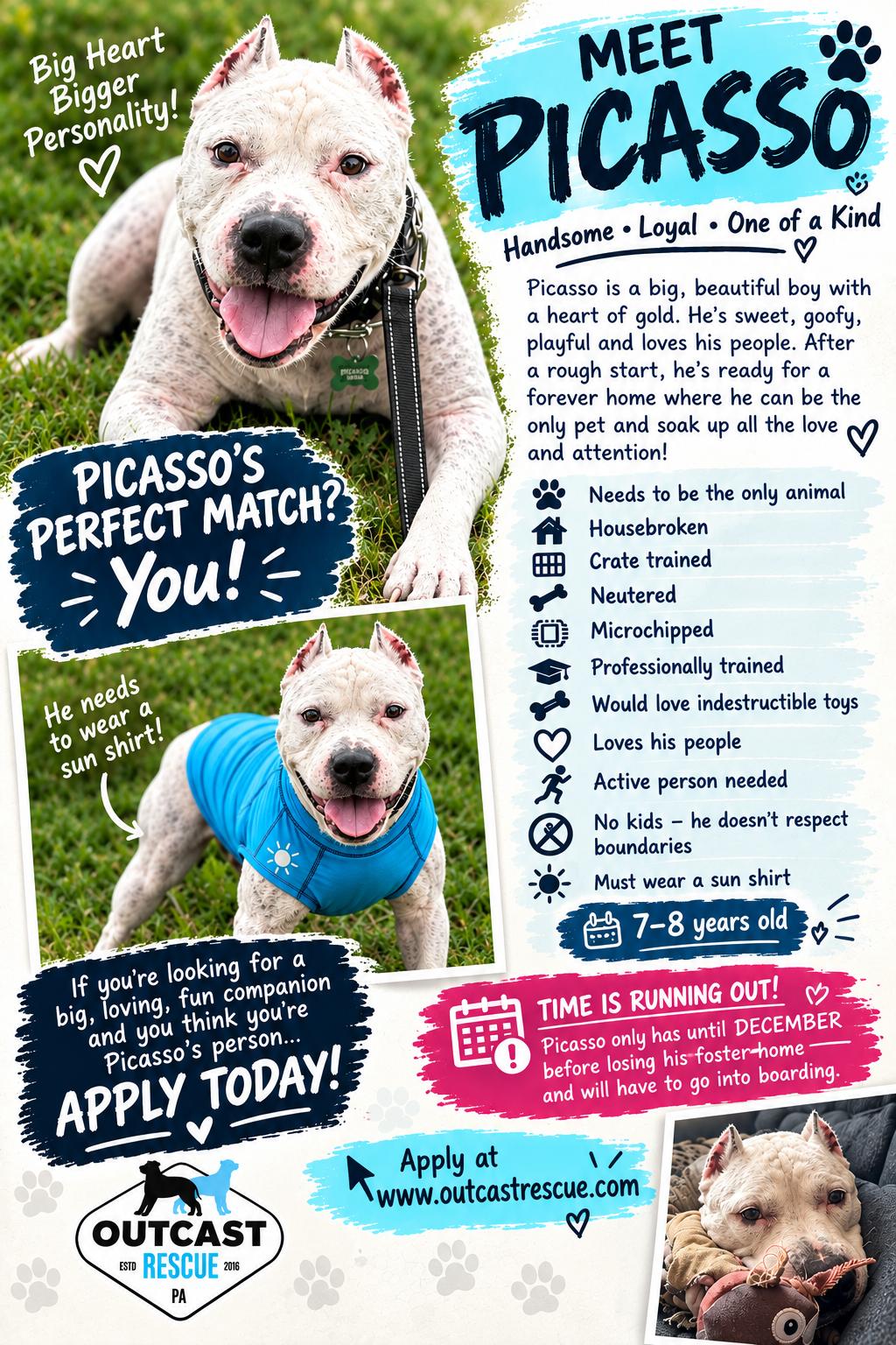 Enlarge Picasso, a Adoptable Pit Bull Terrier in Catasauqua, PA image 2/3