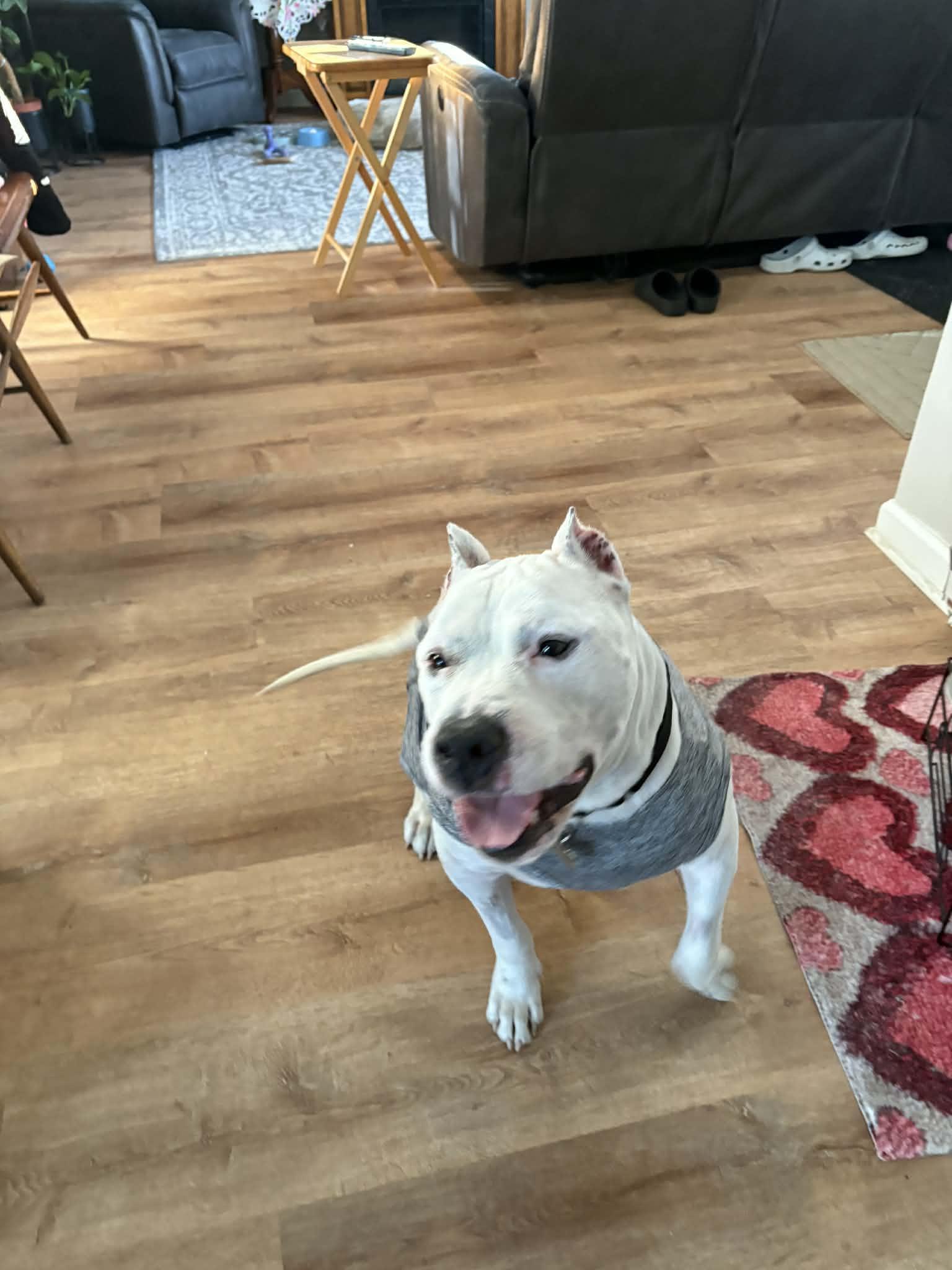 Enlarge Picasso, a Adoptable Pit Bull Terrier in Catasauqua, PA image 3/3
