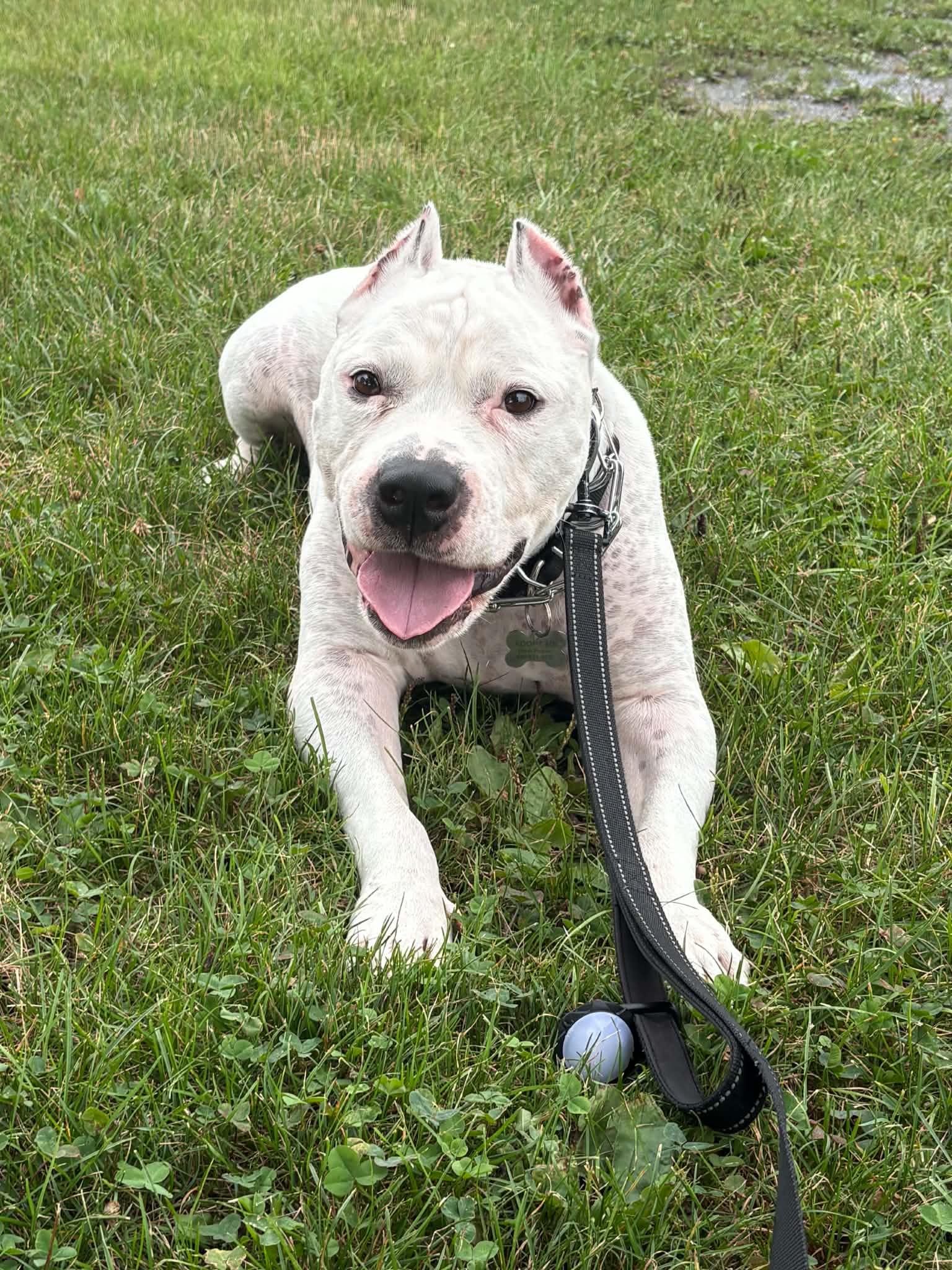 Enlarge Picasso, a Adoptable Pit Bull Terrier in Catasauqua, PA image 3/3