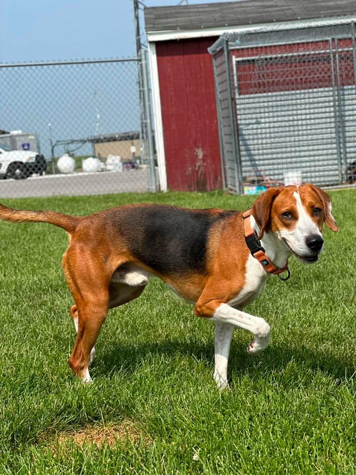 Enlarge Banjo, a ADOPTABLE mixed breed in Morocco, IN image 1/1