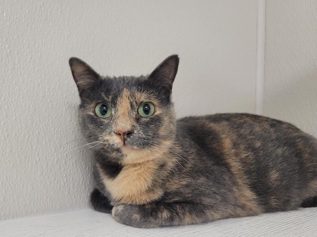 Enlarge Gummy Bear, a Adoptable mixed breed in Raleigh, NC image 1/1