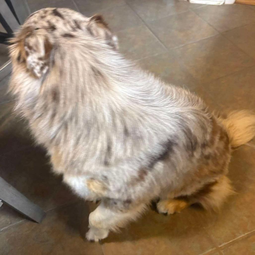 Louie, Adoptable, Adult Male Australian Shepherd.