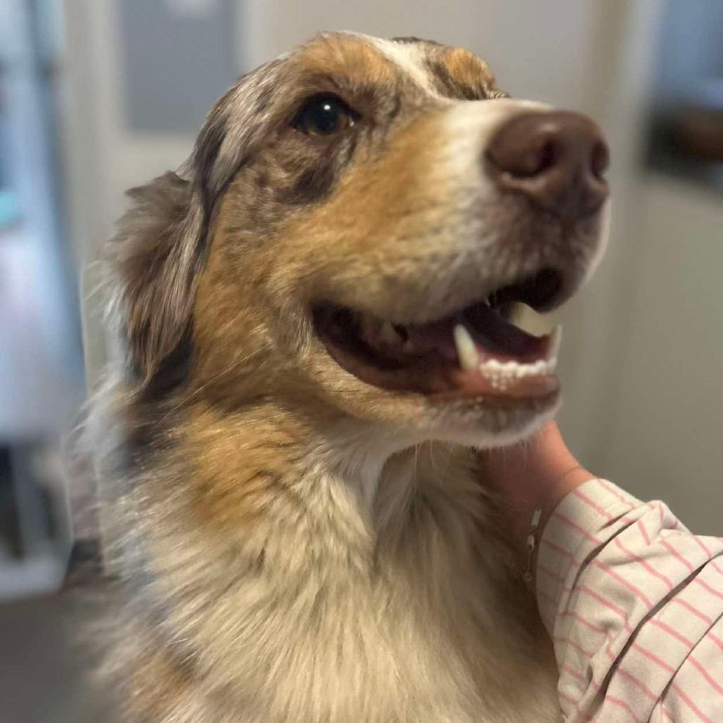 Enlarge Louie, a Adoptable Australian Shepherd in Gulfport, MS image 2/3