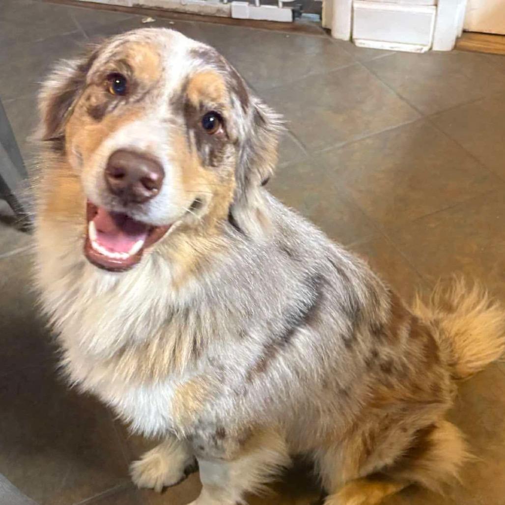 Enlarge Louie, a Adoptable Australian Shepherd in Gulfport, MS image 3/3