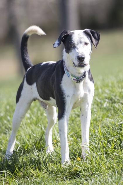 Enlarge Freckles, a Adoptable mixed breed in Bedford, IN image 1/4