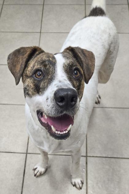 Freckles, a Adoptable mixed breed in Bedford, IN image 1/3