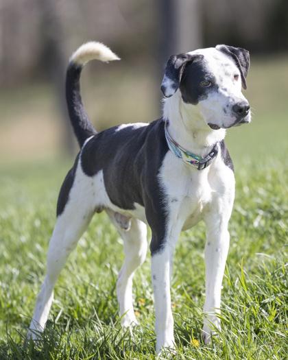 Freckles, a Adoptable mixed breed in Bedford, IN image 3/3