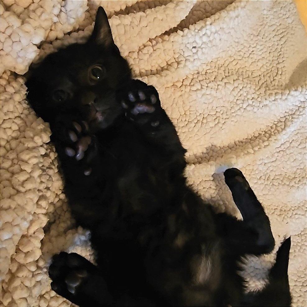 Hammerhead Shark, Adoptable, Kitten Male Domestic Short Hair.