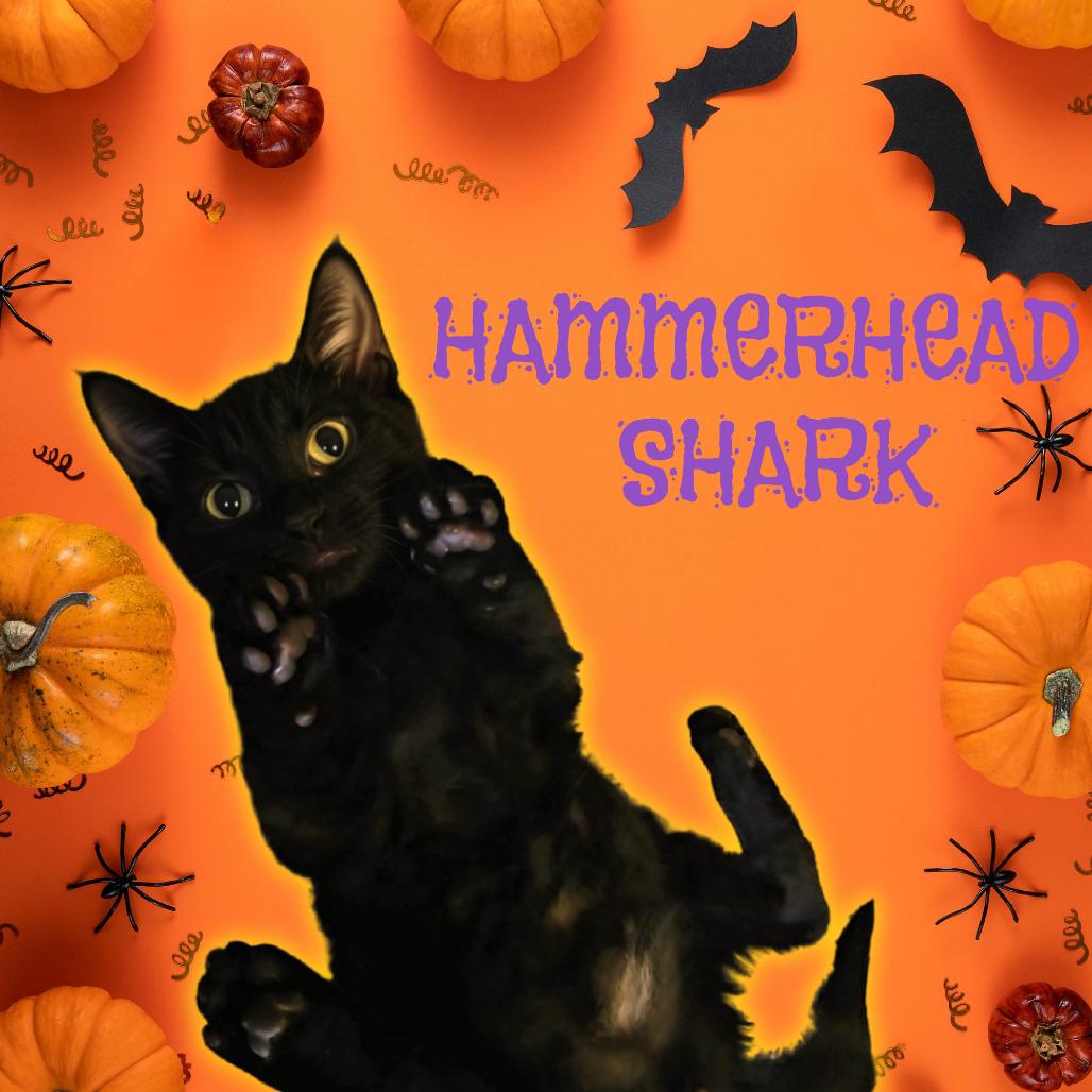 Enlarge Hammerhead Shark, a Adoptable Domestic Short Hair in Tempe, AZ image 3/4