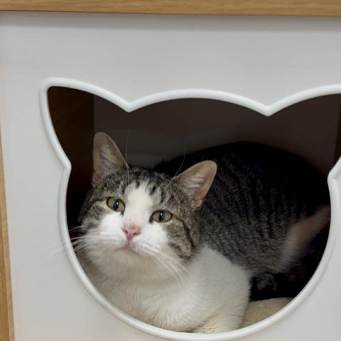 Enlarge Chance, an adopted Domestic Short Hair in Sedalia, MO image 2/4