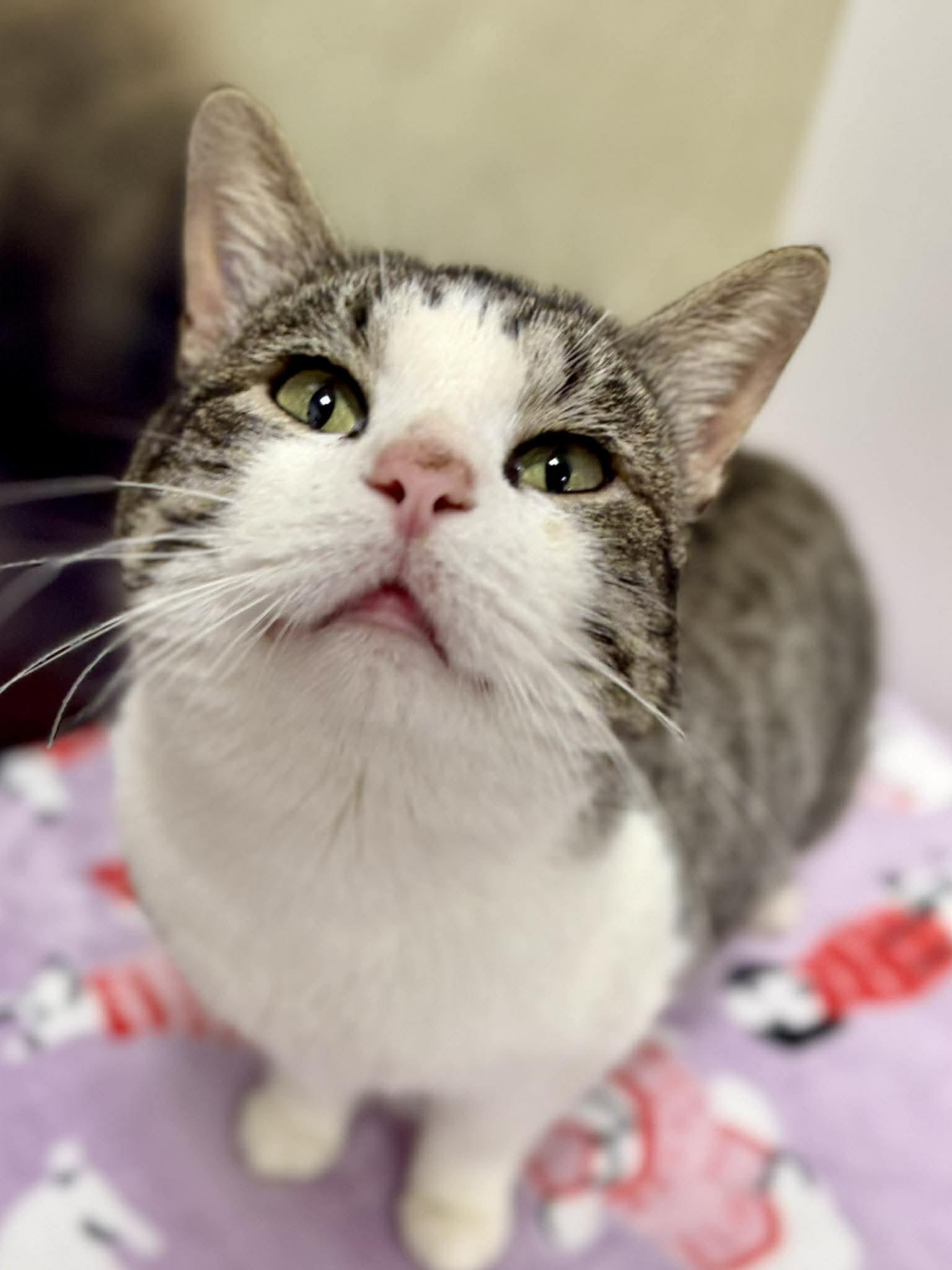 Enlarge Chance, an adopted Domestic Short Hair in Sedalia, MO image 4/4