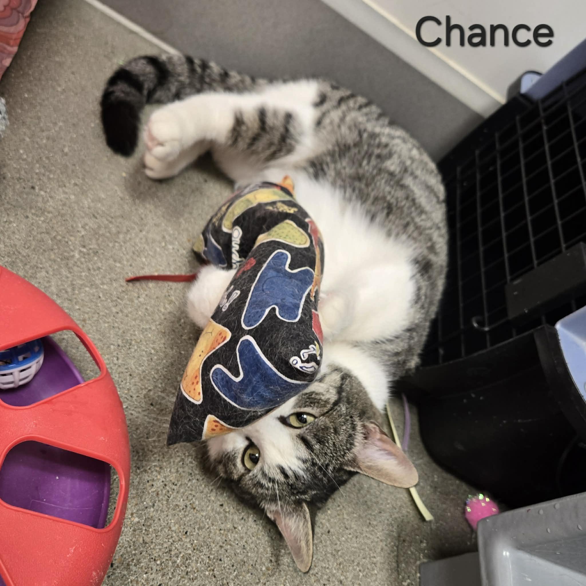Enlarge Chance, an adopted Domestic Short Hair in Sedalia, MO image 3/4