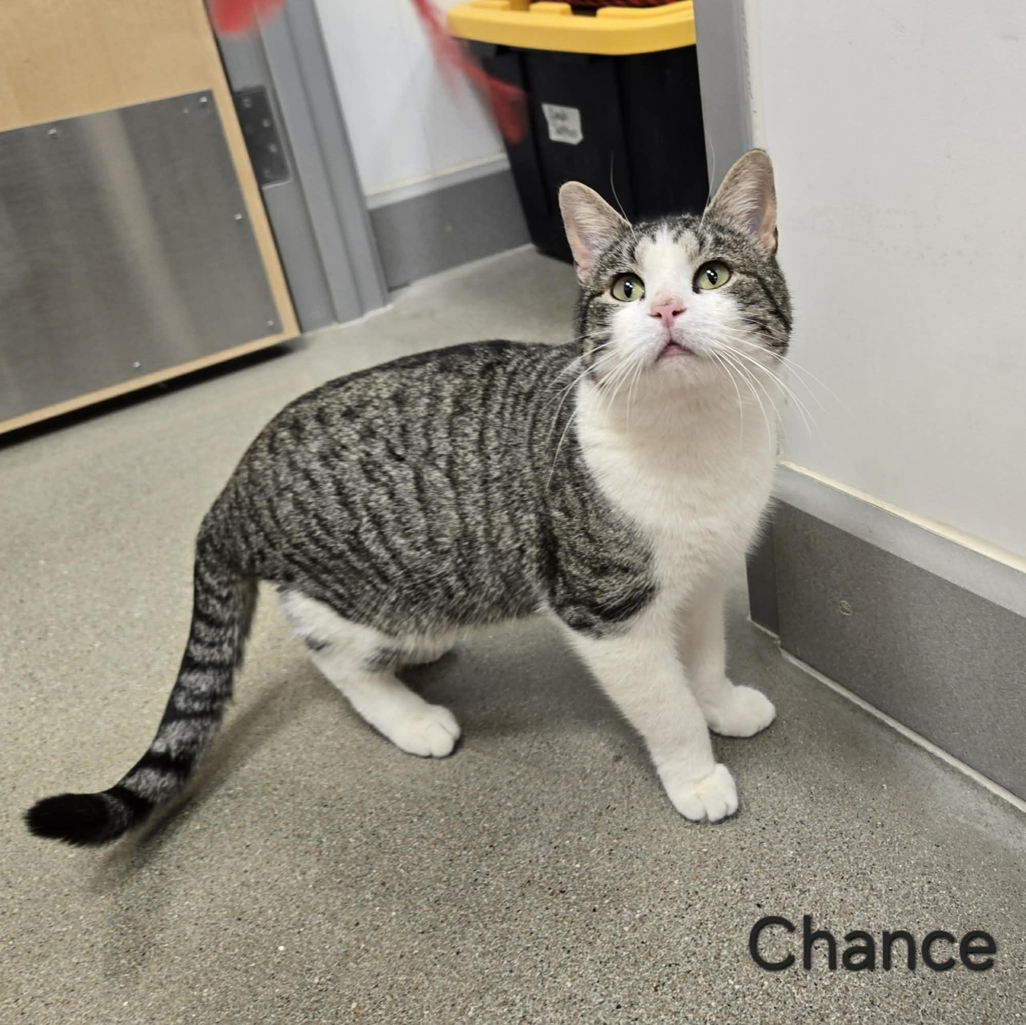 Chance, adopted, Young Male Domestic Short Hair.