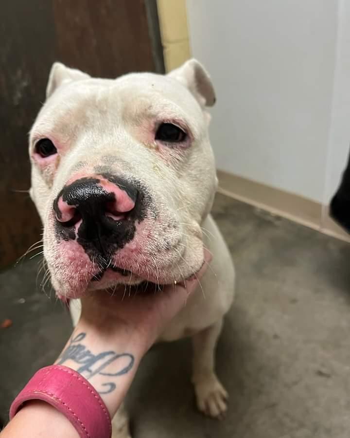 Enlarge Bo, an adoptable Pit Bull Terrier in North Myrtle Beach, SC image 3/3