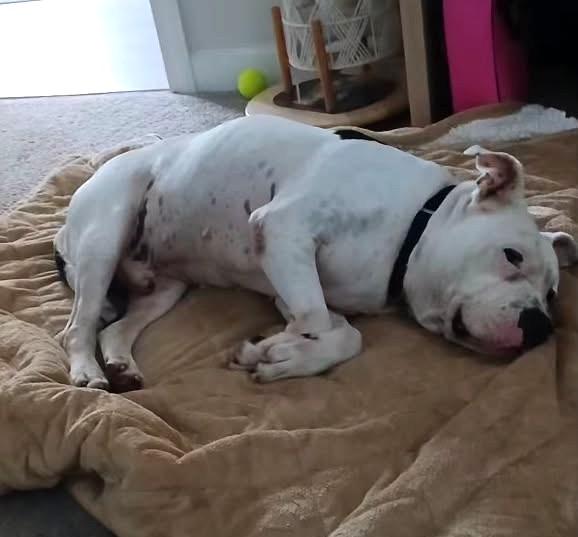 Enlarge Bo, a Adoptable Pit Bull Terrier in North Myrtle Beach, SC image 2/6