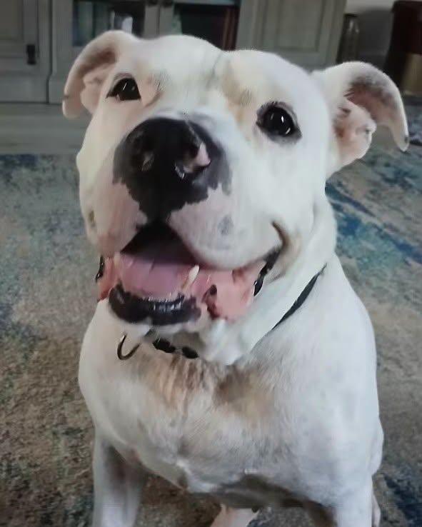 Enlarge Bo, a Adoptable Pit Bull Terrier in North Myrtle Beach, SC image 4/6