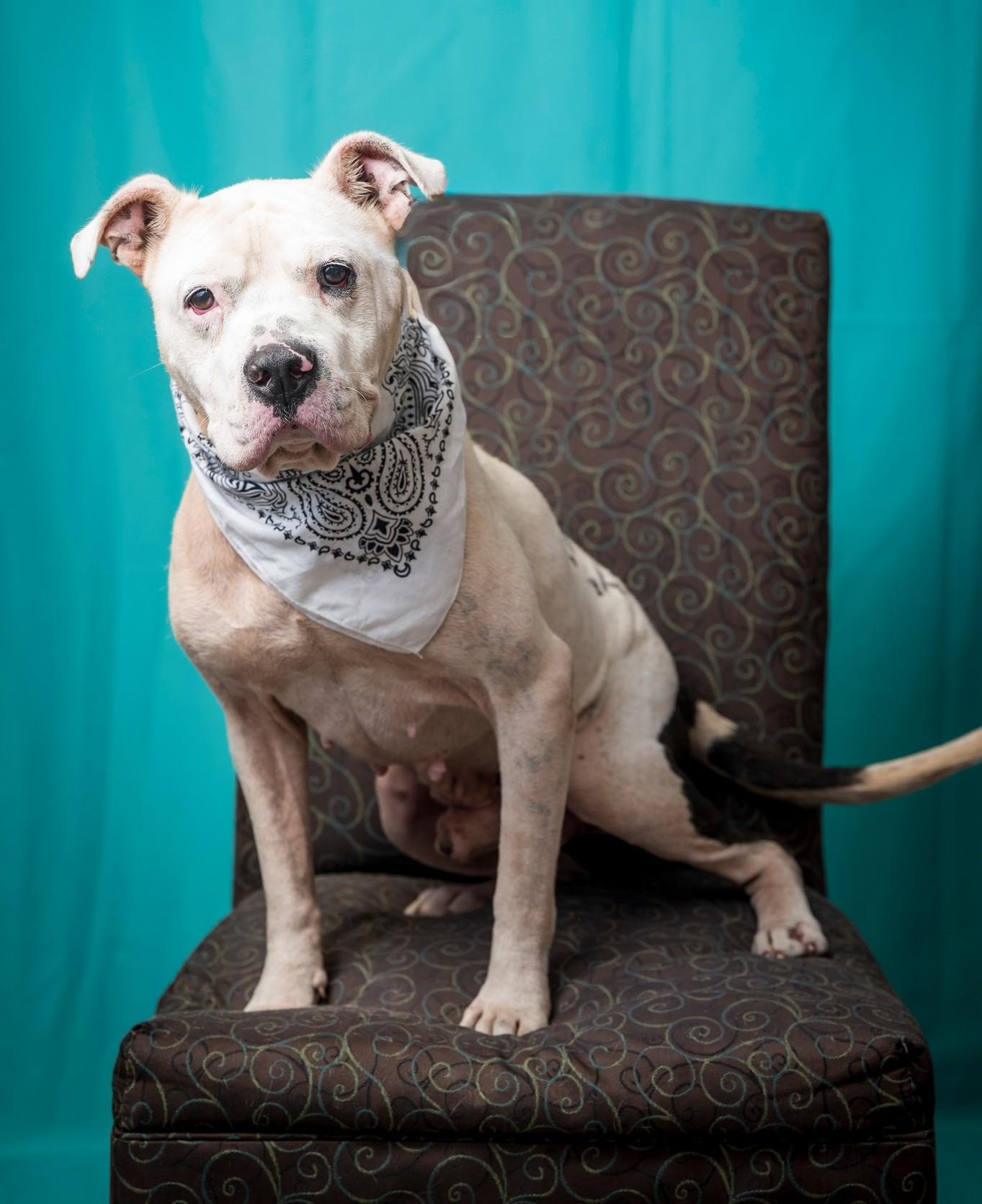 Bo, adoptable, Senior Male Pit Bull Terrier.