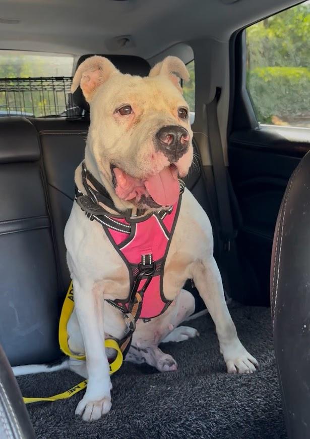 Bo, an adoptable Pit Bull Terrier in North Myrtle Beach, SC image 2/4