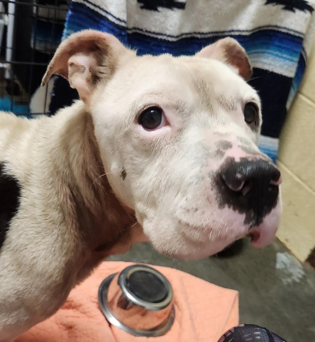 Enlarge Bo, an adoptable Pit Bull Terrier in North Myrtle Beach, SC image 2/3