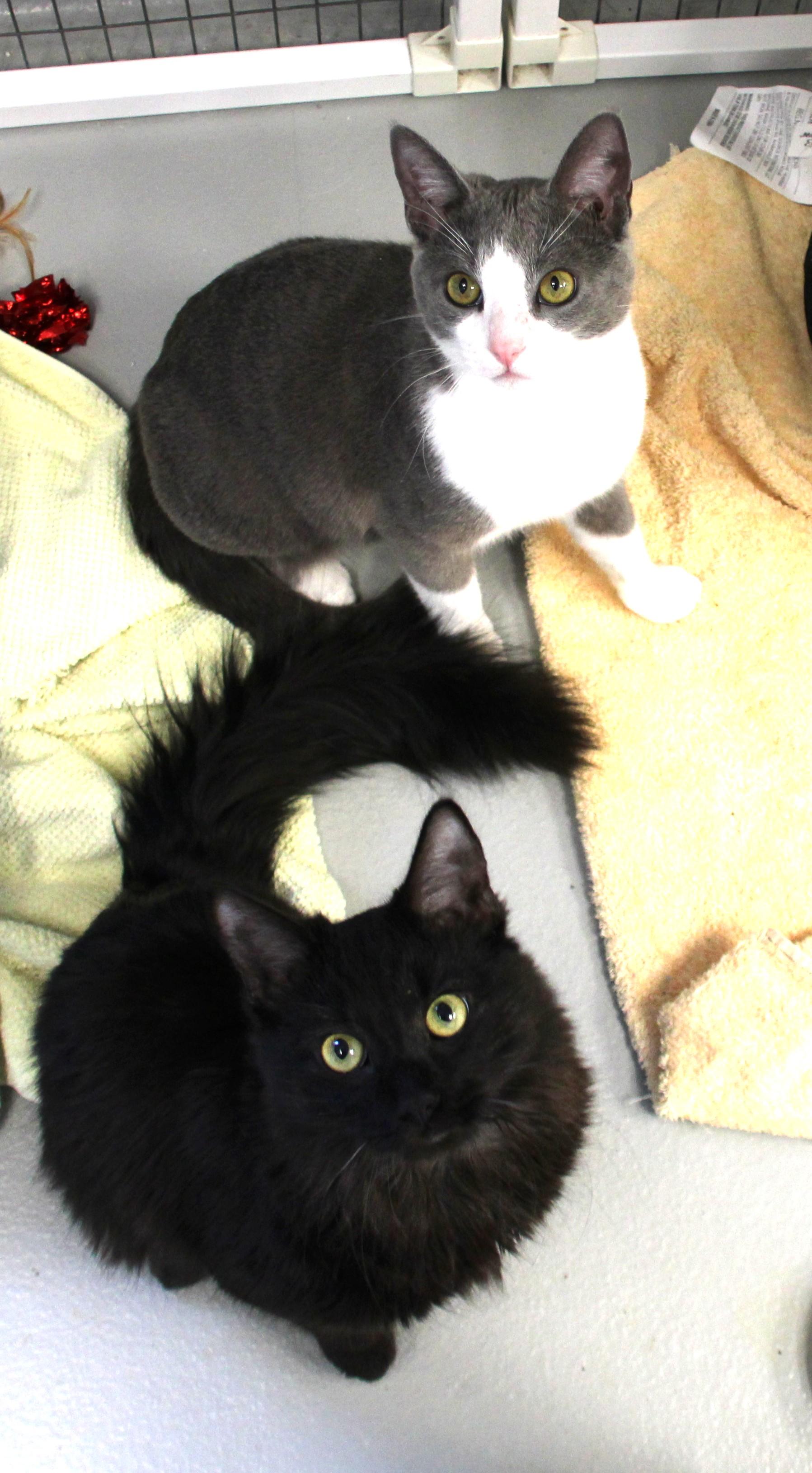 Enlarge Bear & Miso, an adopted Domestic Medium Hair in Medfield, MA image 3/5